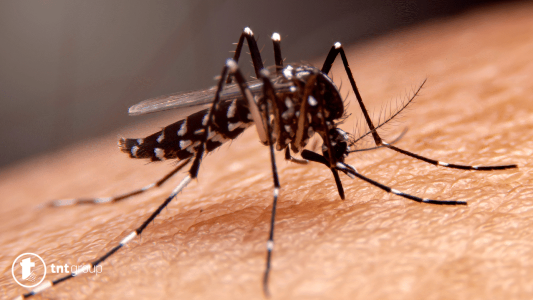 Kako otjerati komarce?
