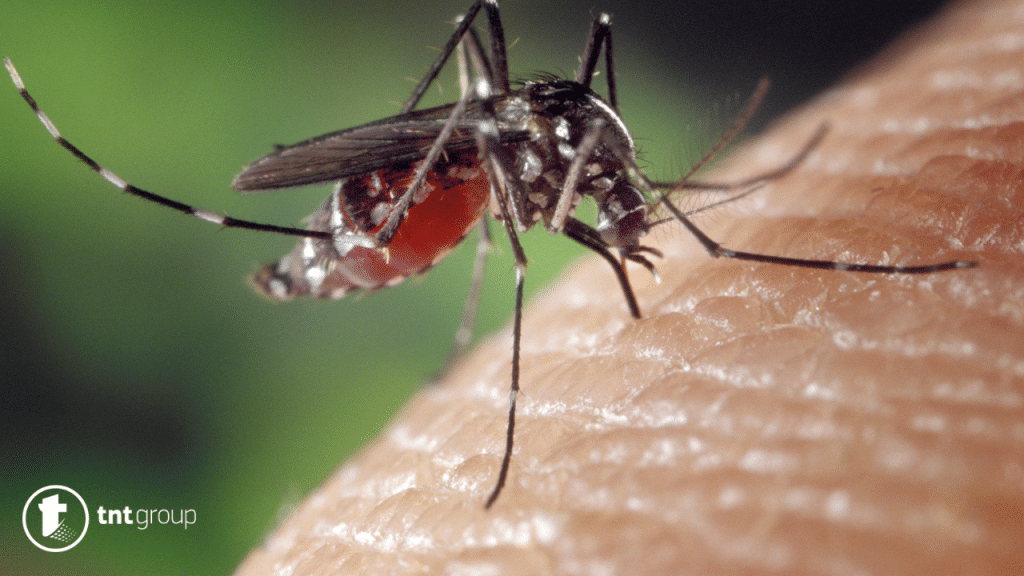 Kako otjerati komarce